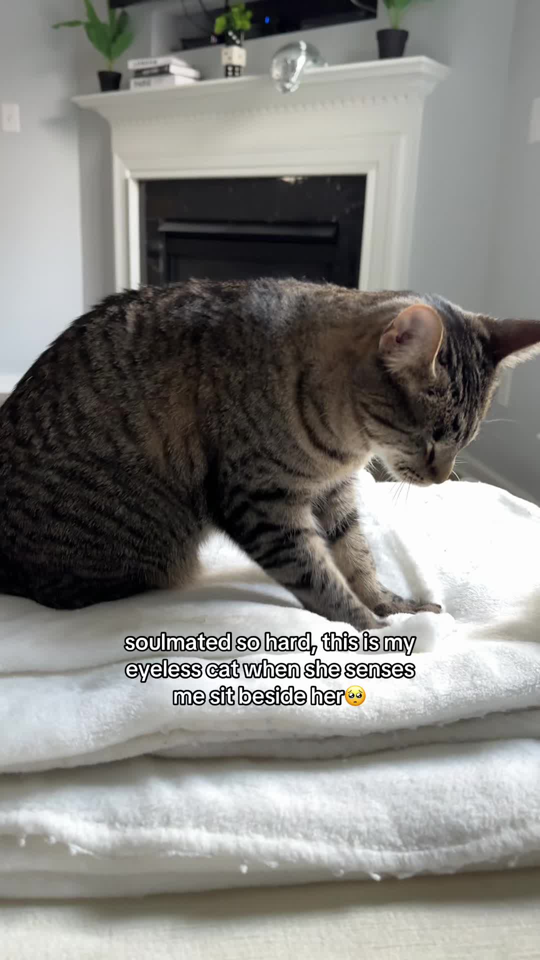 @𝘼𝙢𝙗𝙚𝙧 & 𝙎𝙩𝙚𝙫𝙞𝙚