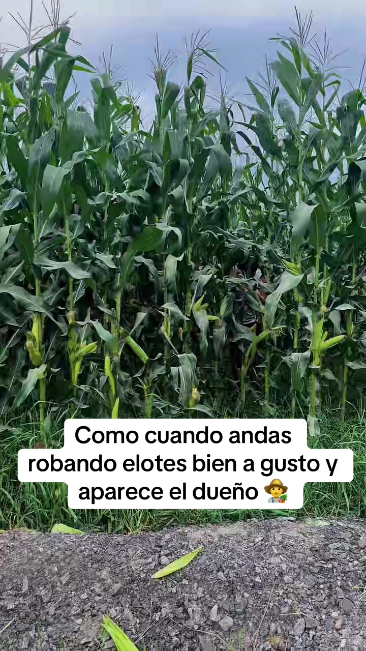 @Nery Elias