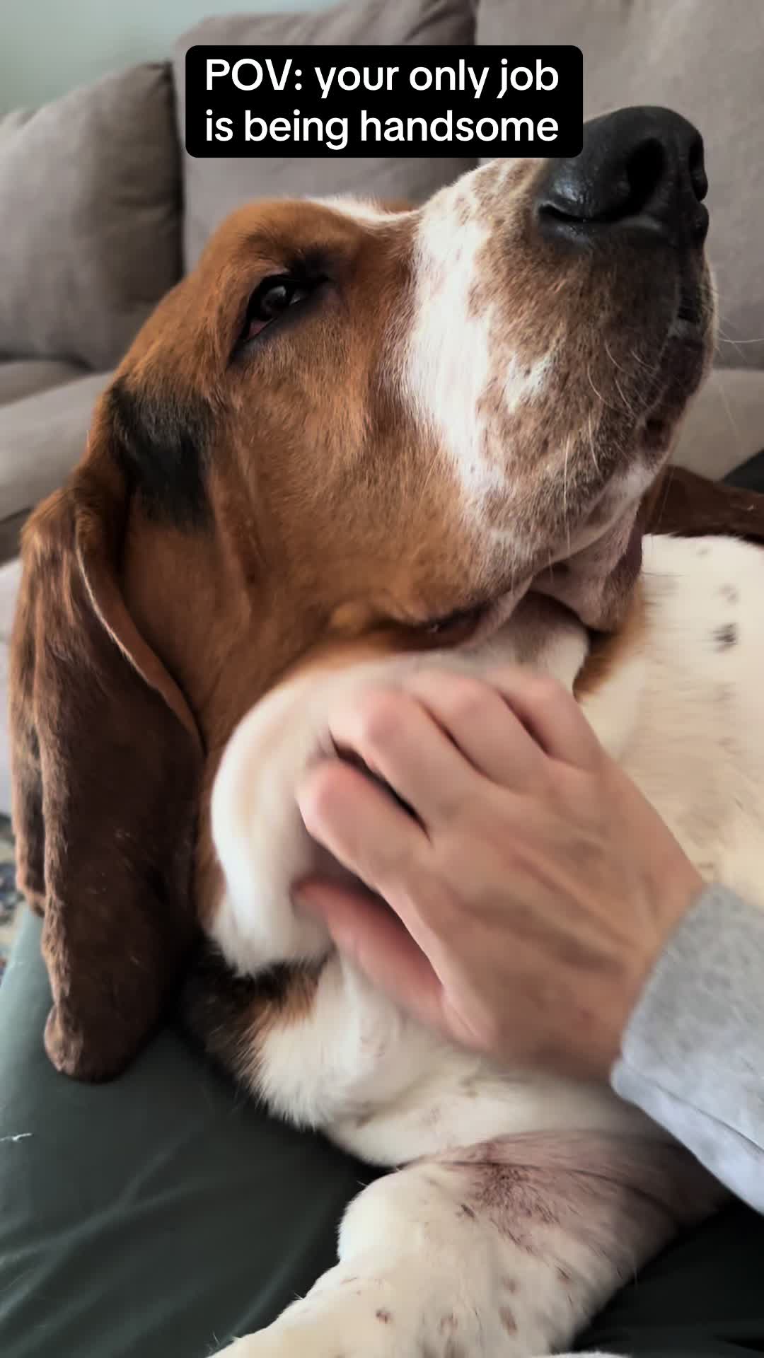 @Chuck Bass The Basset Hound