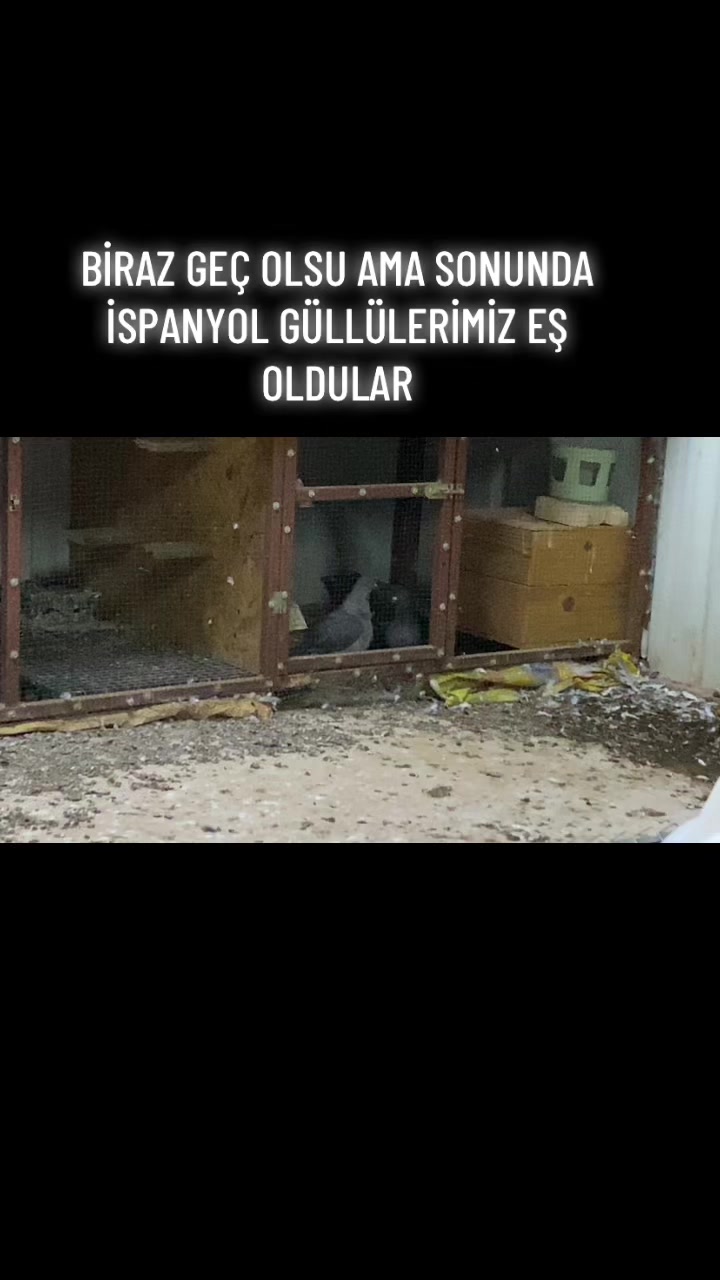 @ⒼİSMAİL ACARⒼ
