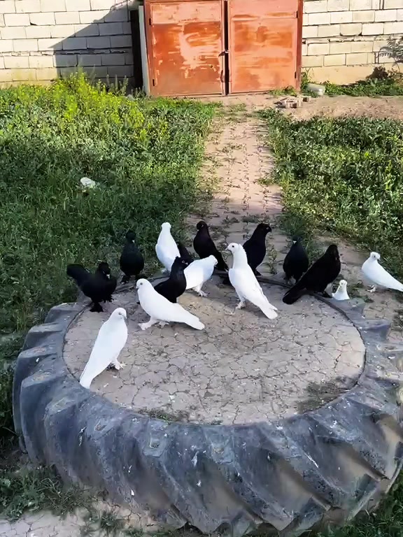 @Özkan Ulurak