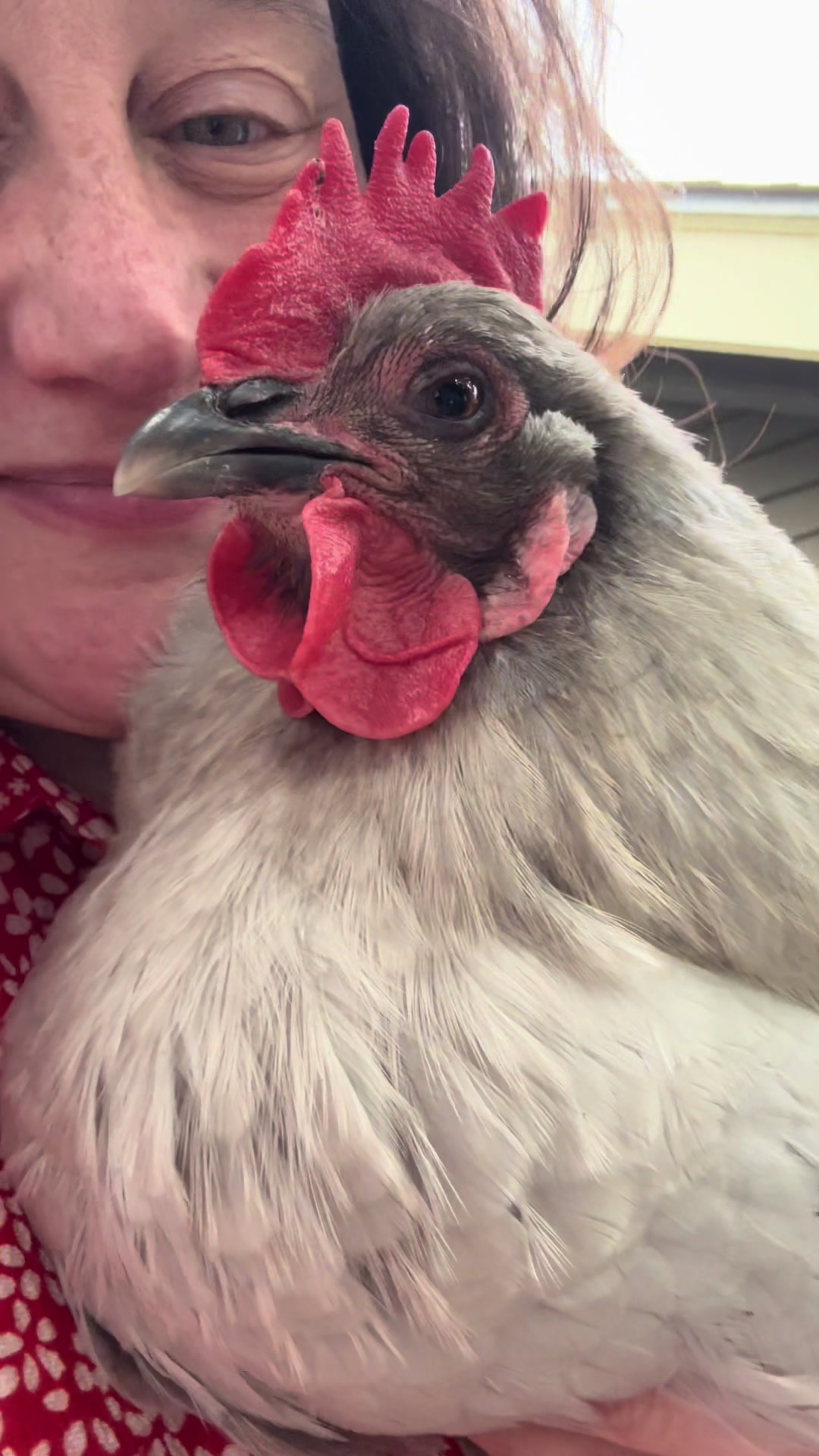 @FusterCluck Farm