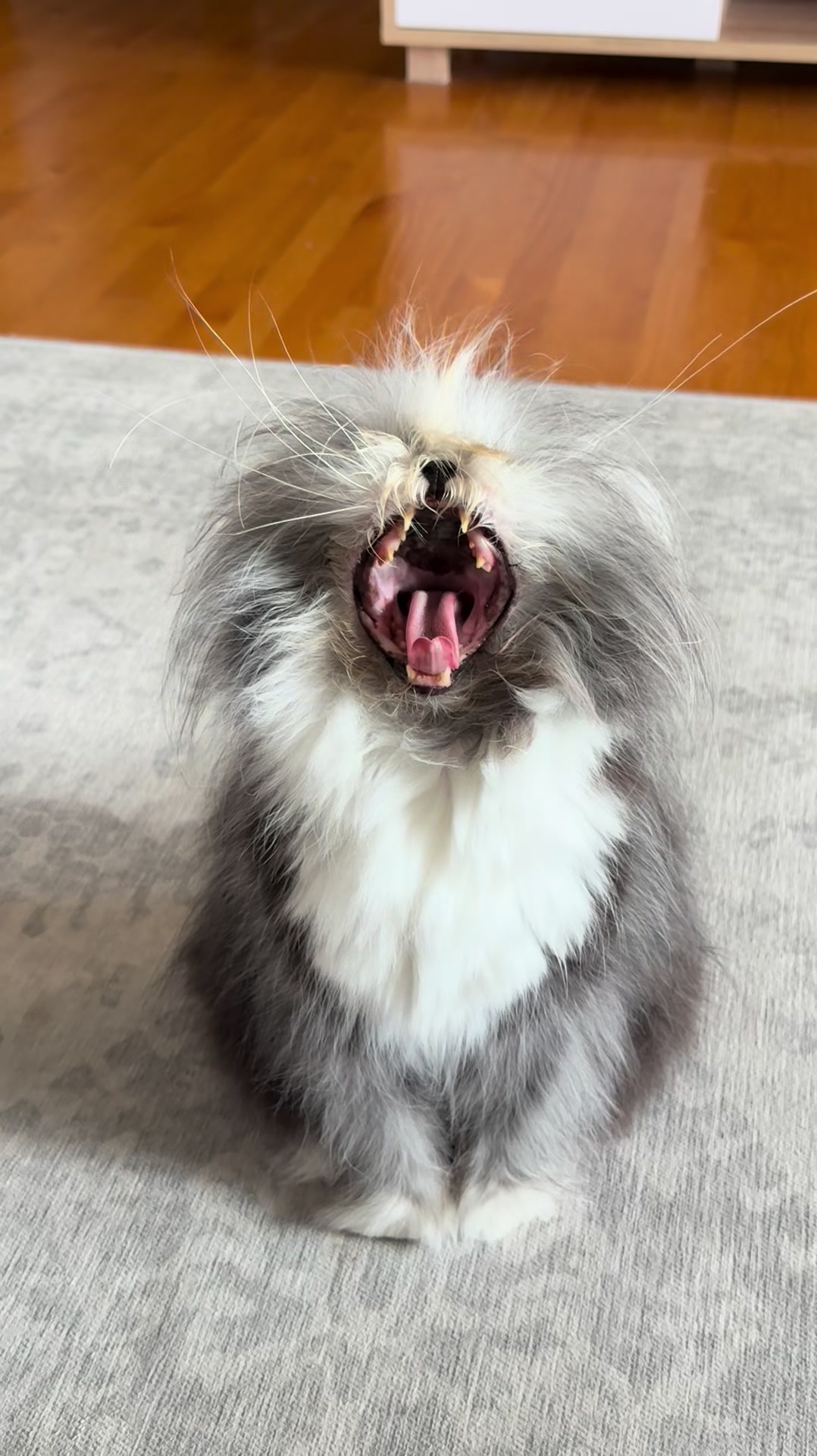 @atchoumthecat