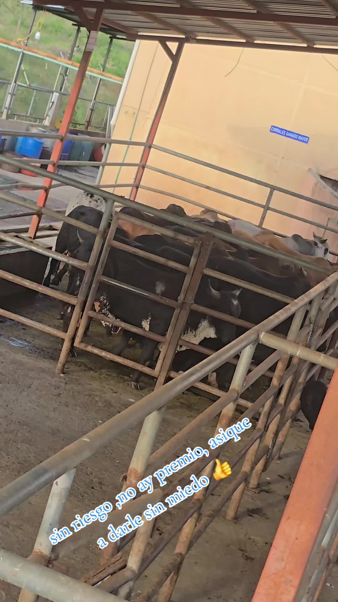@🐓TU GALLO FINO 🐓
