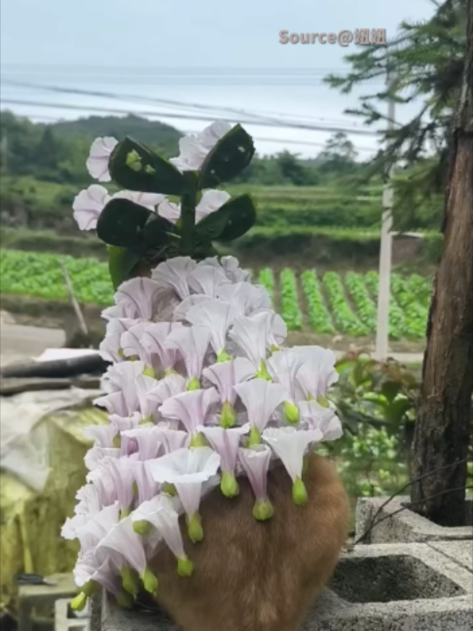 @TrendZ_CN