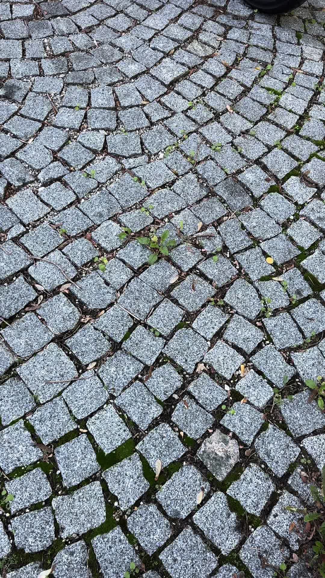 @junkxt