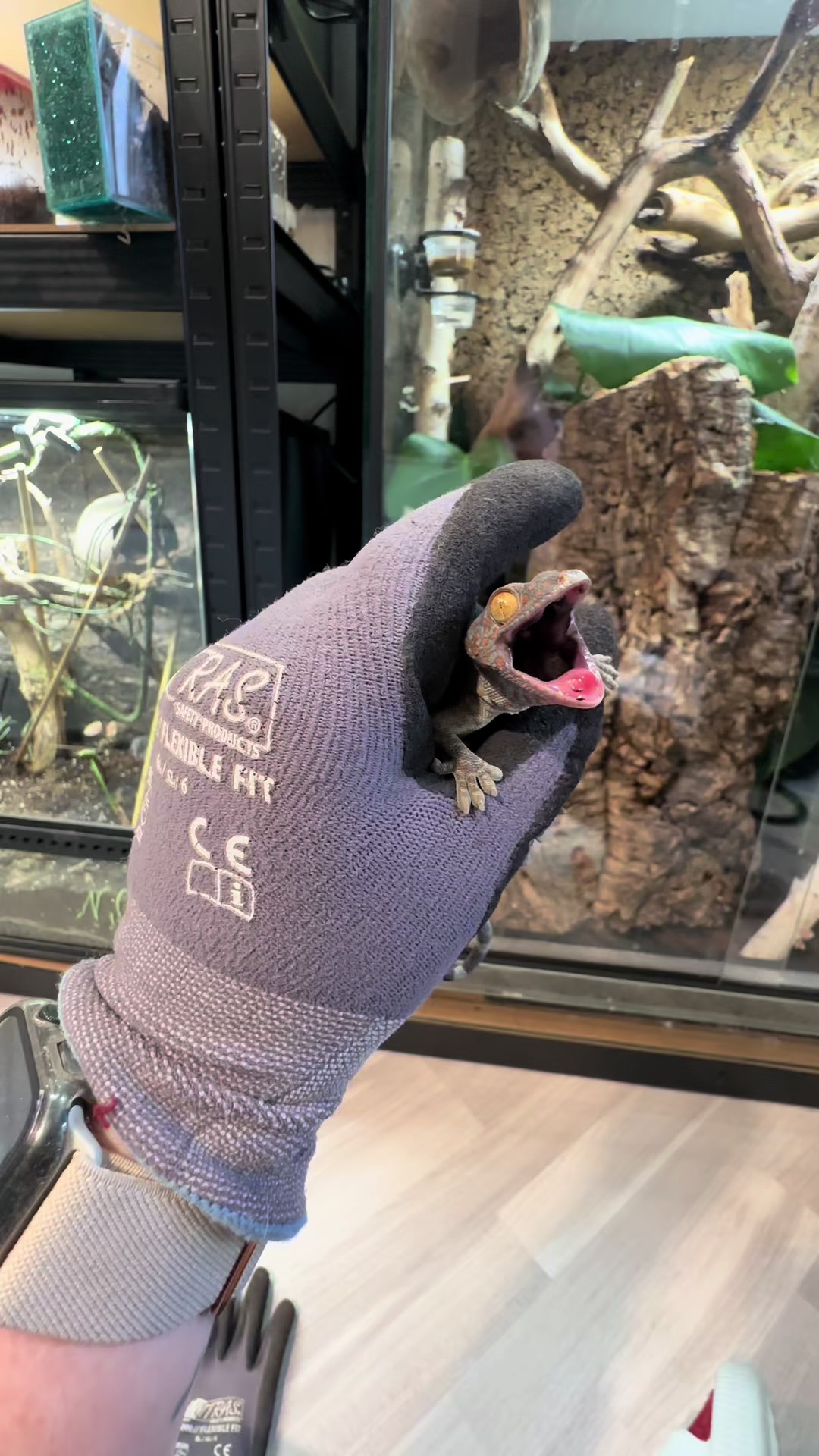 @pawsandcreepycrawlers