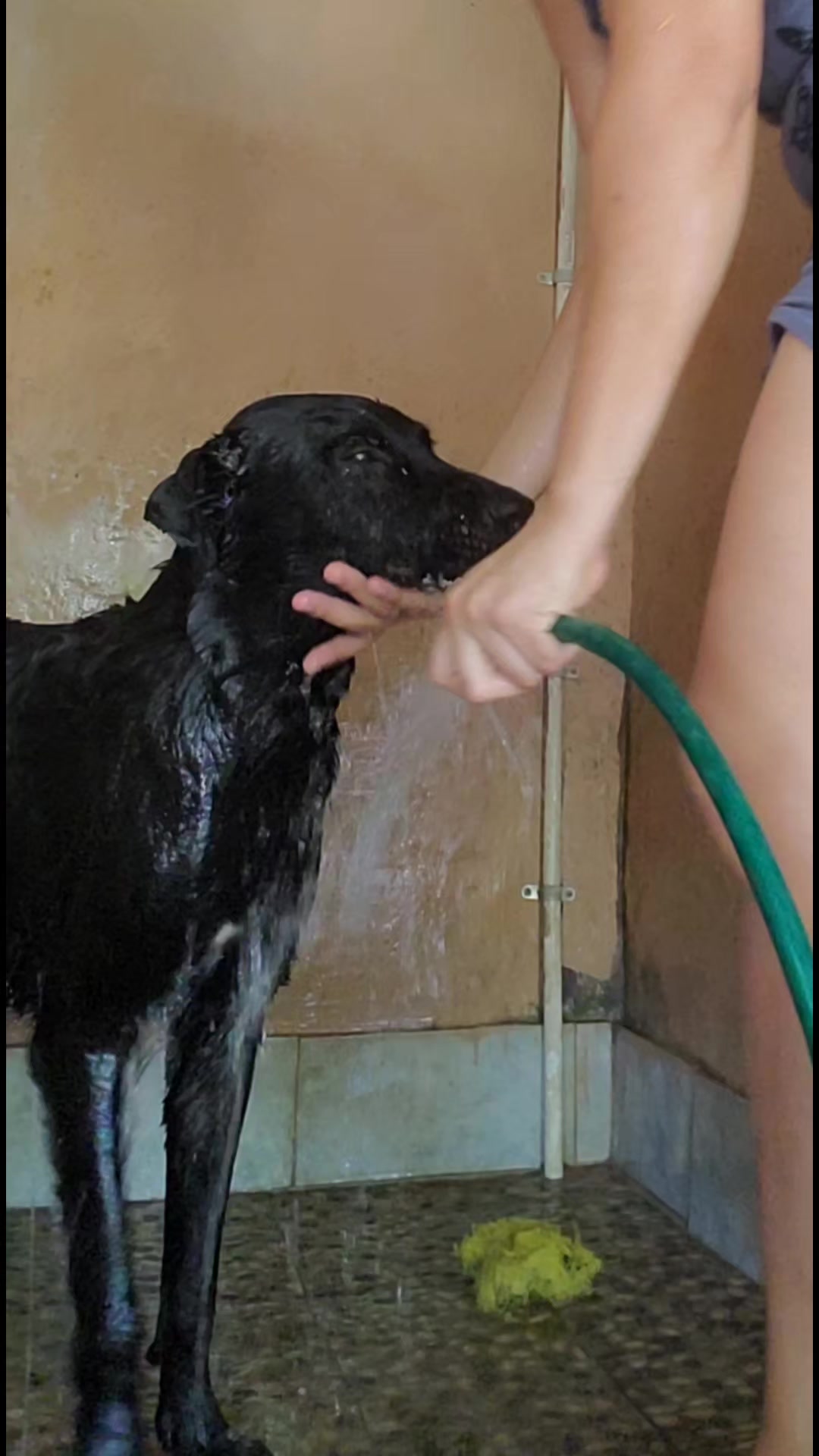 @Soy Sasha🐶