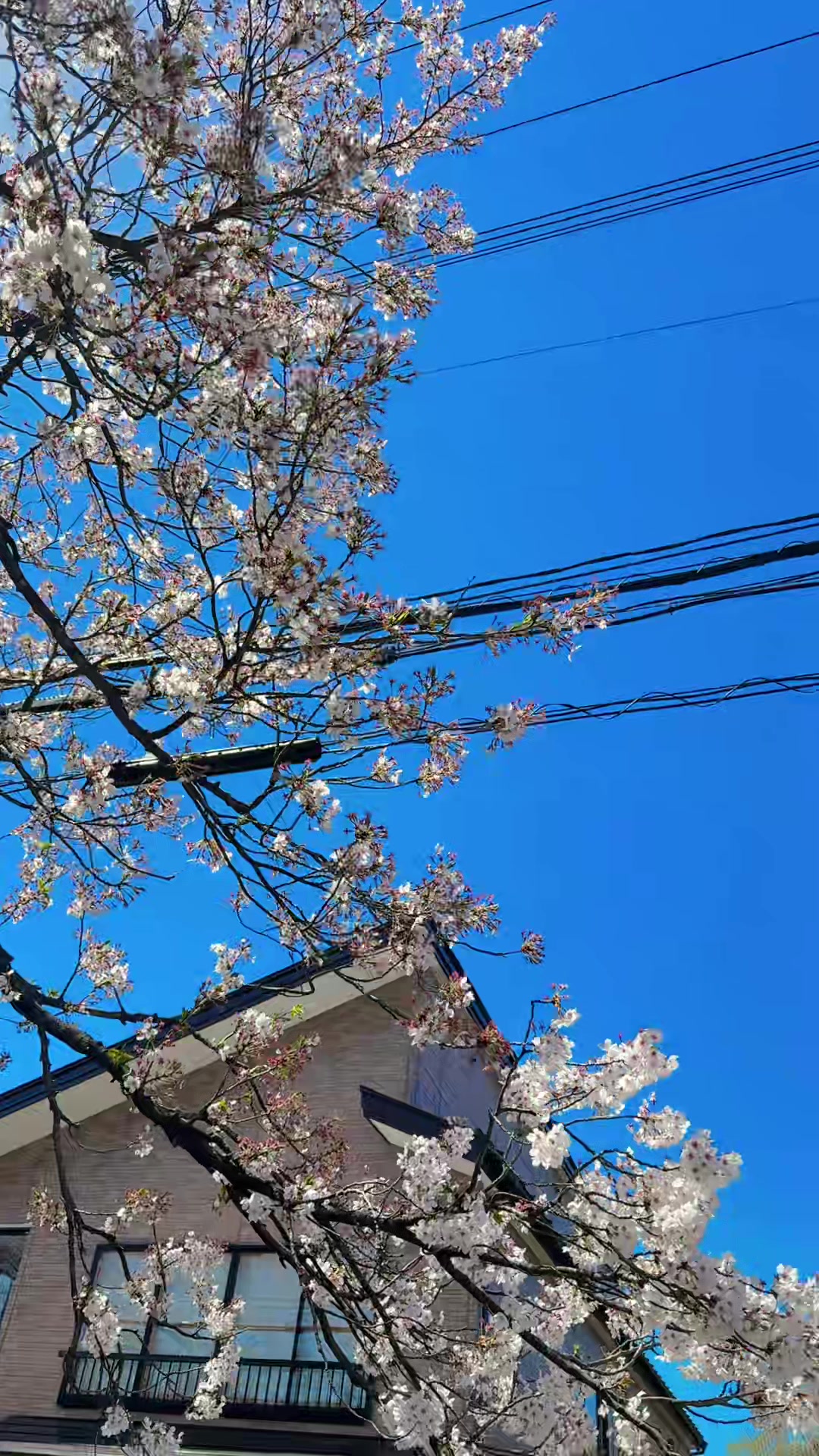 @Asmee-ta🇯🇵
