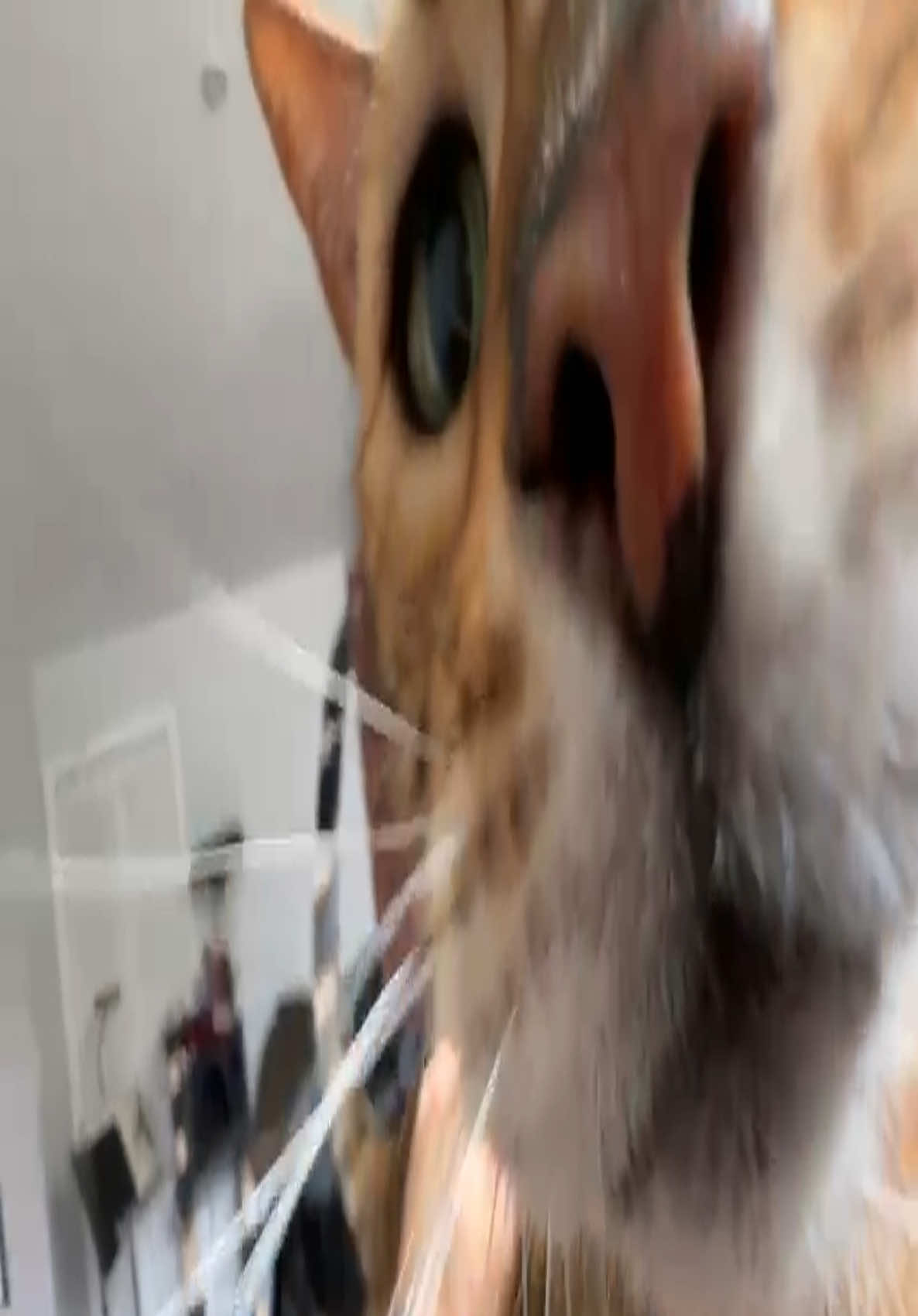 @George_The_Bengal_Cat