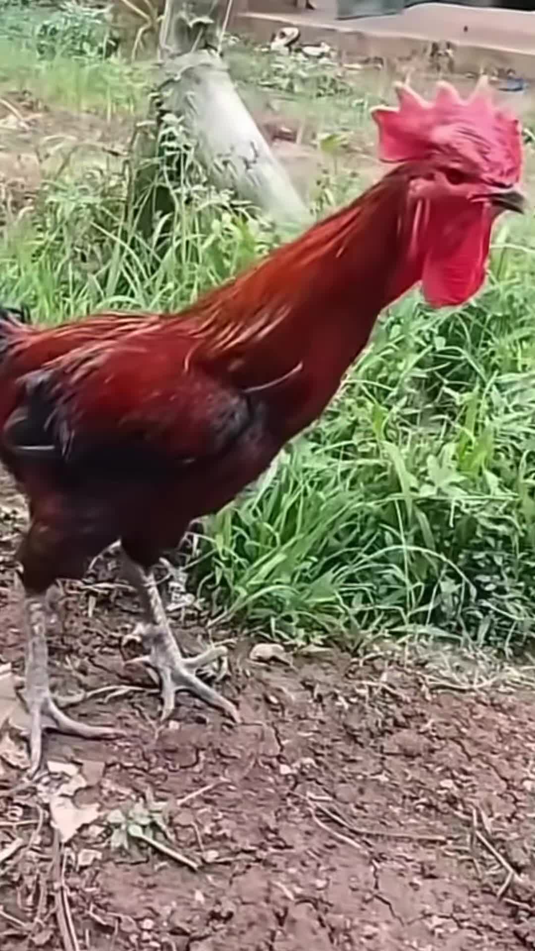 @Setuyuwadanger🌹❤️!!!.