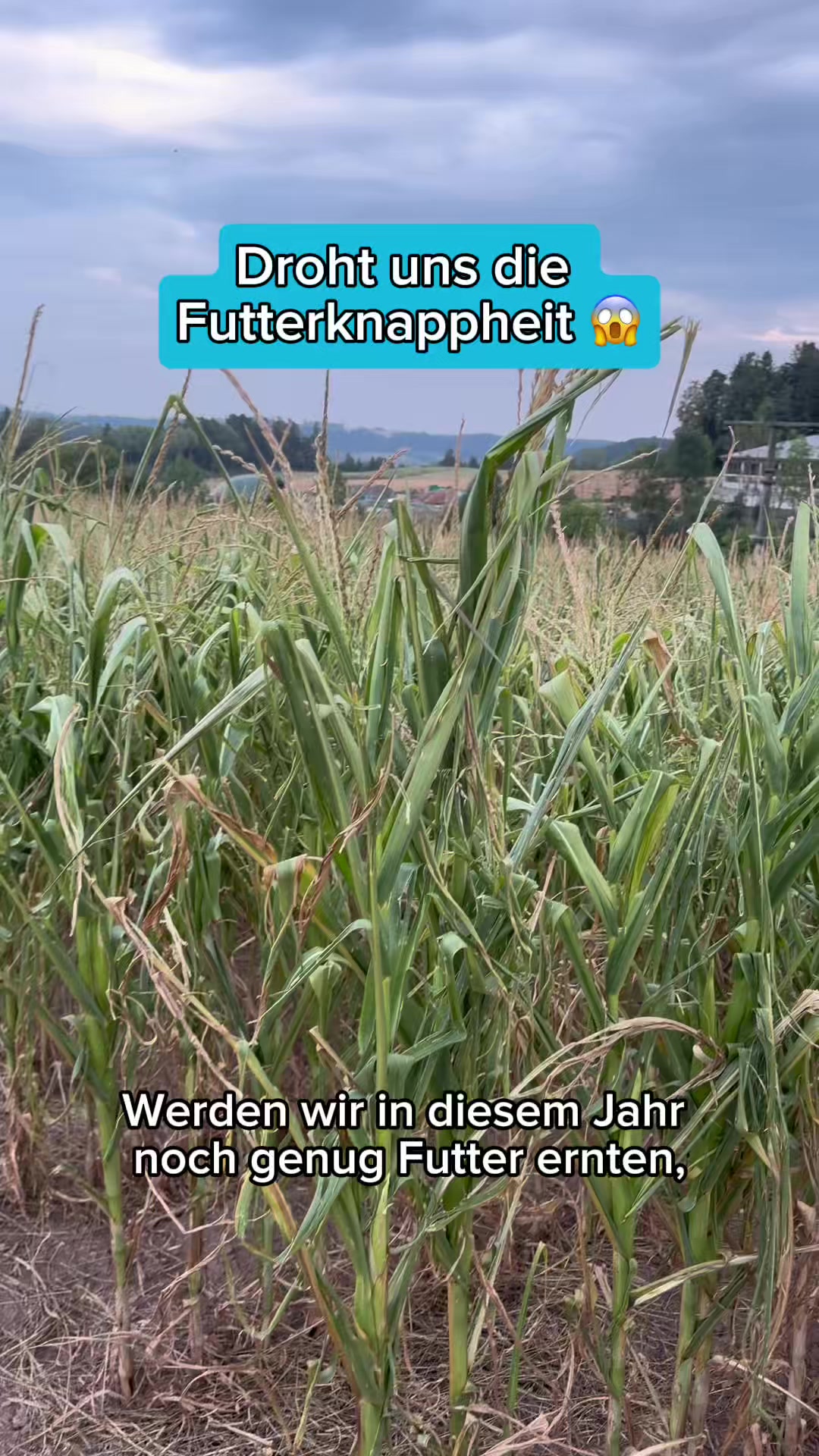 @Schwenks-Hofleben | SWR Heimat
