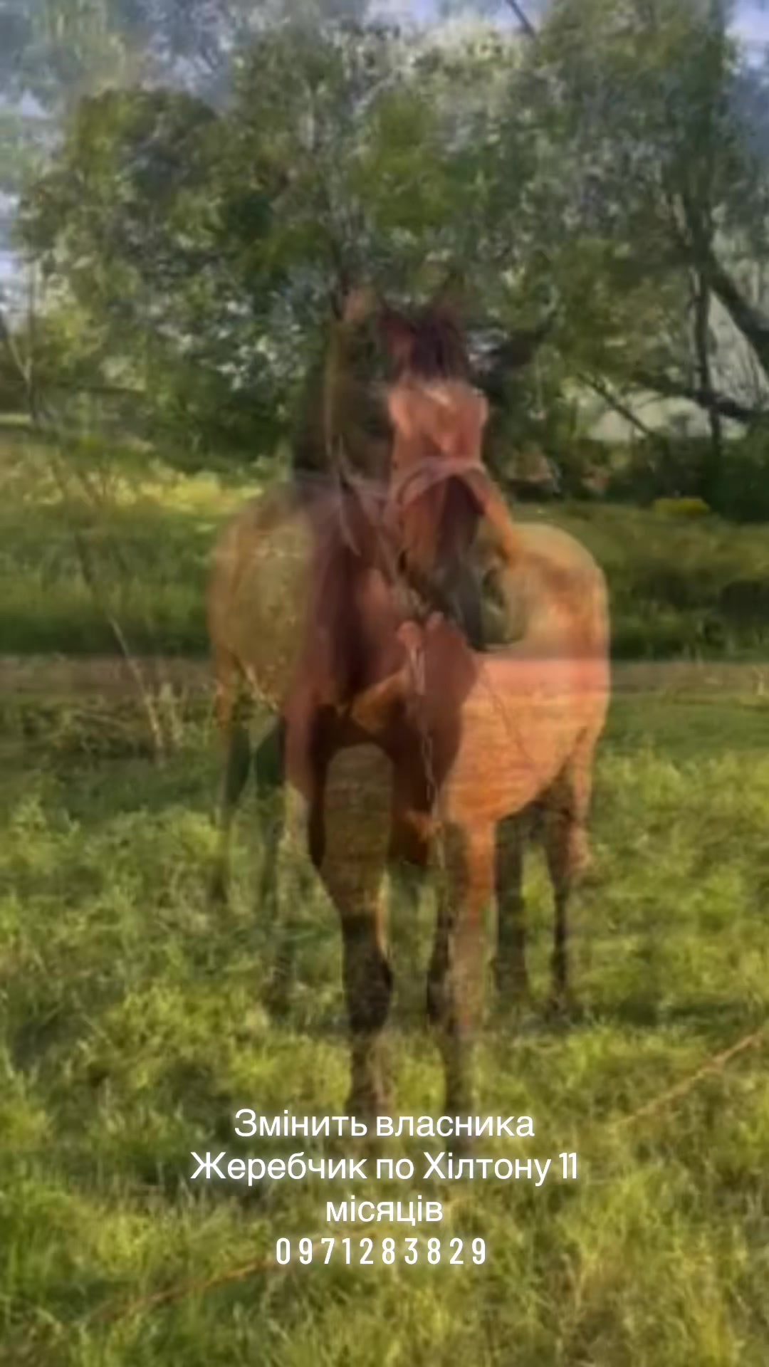 @🐴Horses🐴