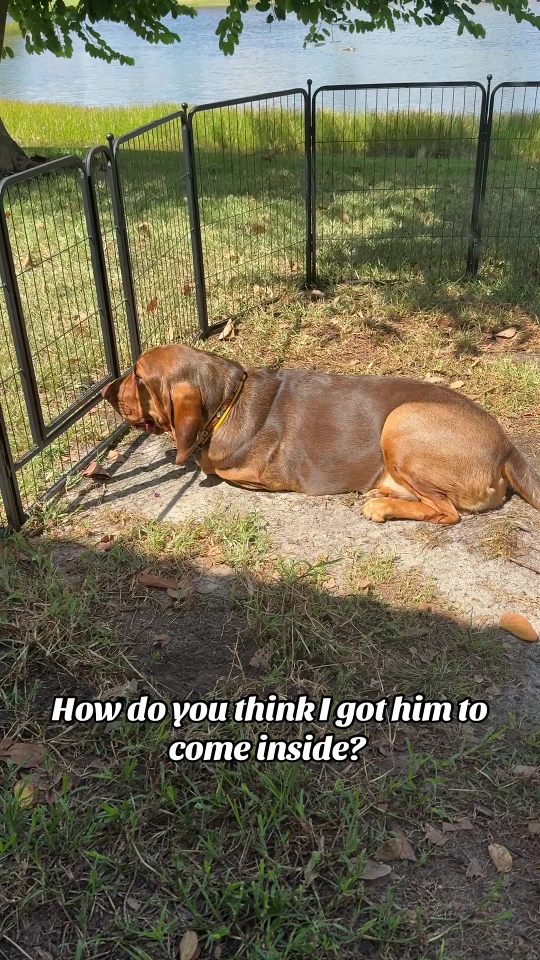 @earl_the_drooling_dog