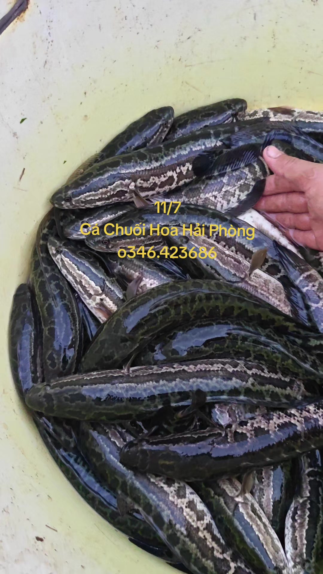 @Cá Chuối Hoa