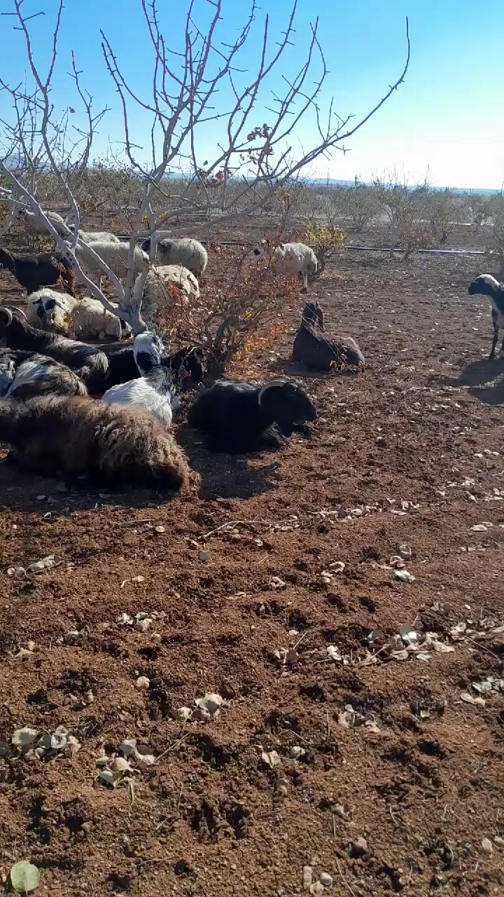 @Memocan Şeddatlı