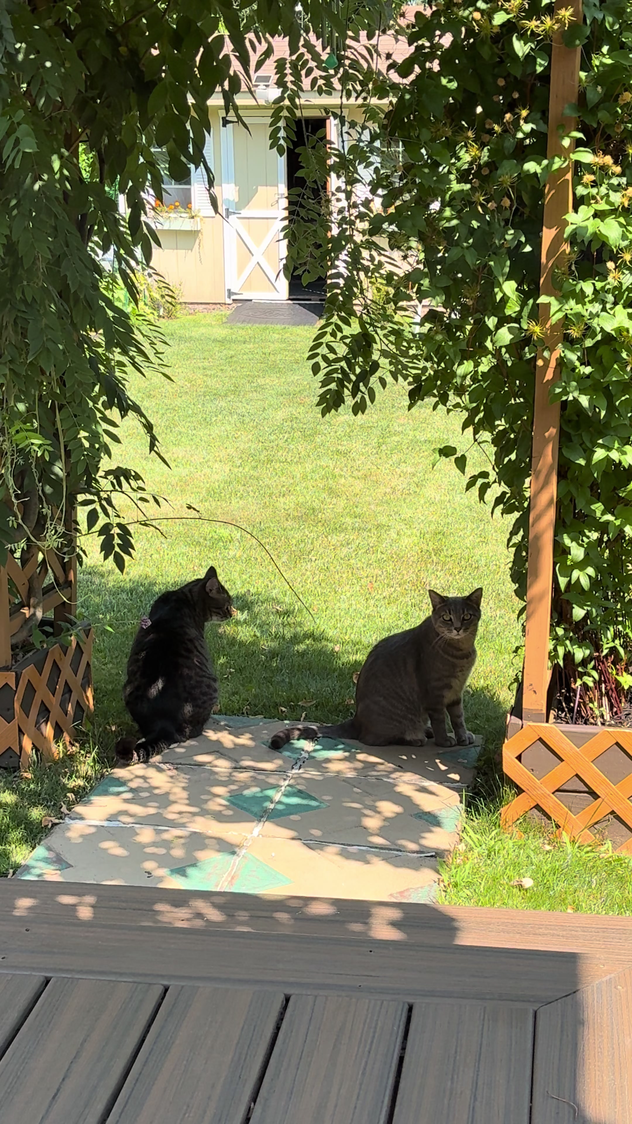 @🐈⬛ Furry Friends 🐈
