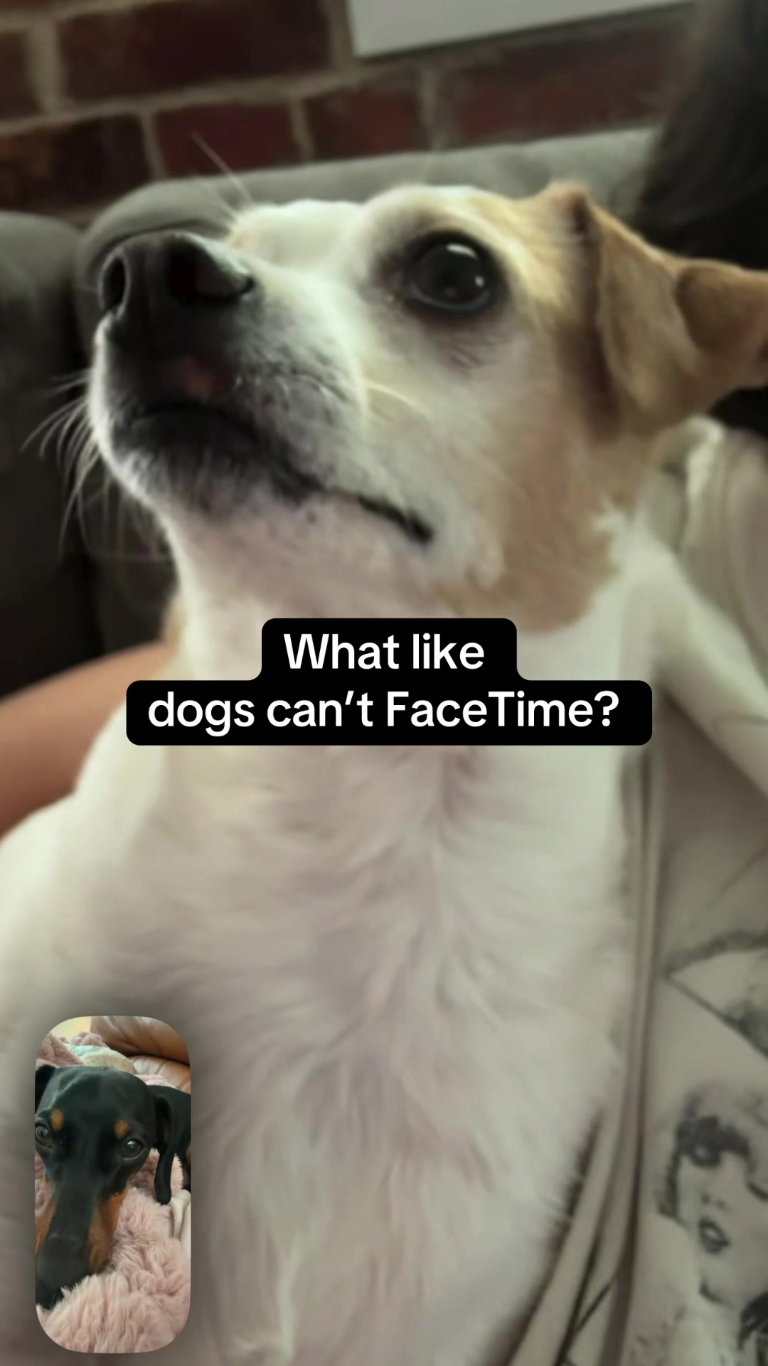 @Penny the Dachshund