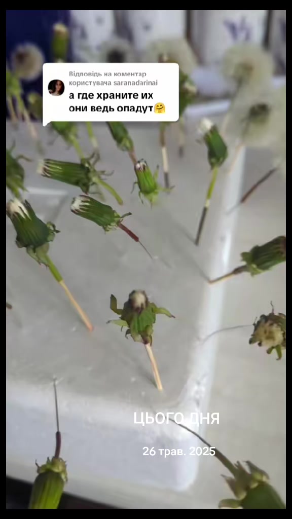 @be_like.bee