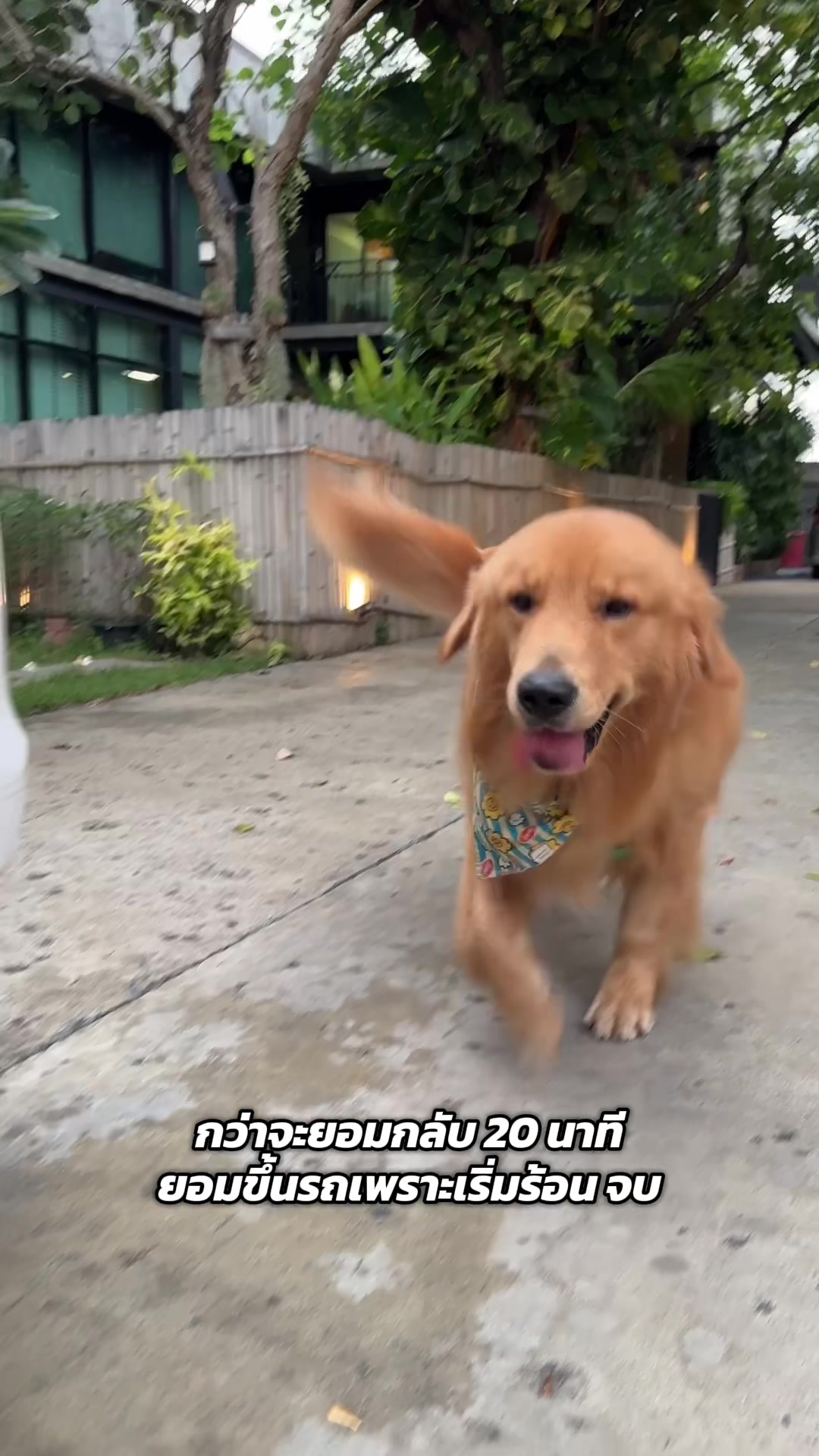 @ป๊อบคอร์นหมามึน