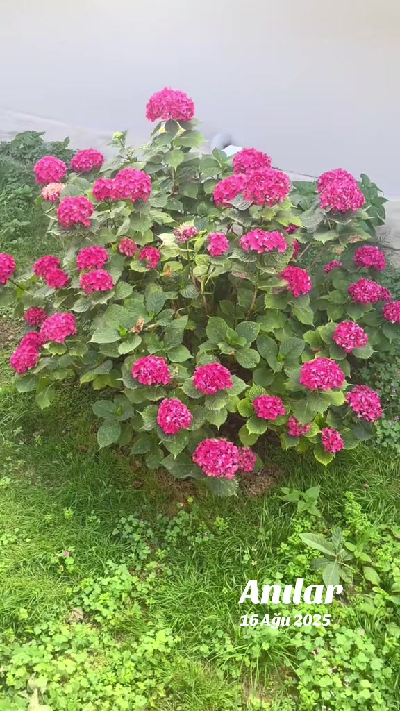 @🌹G&uuml;lo G&uuml;l🌹
