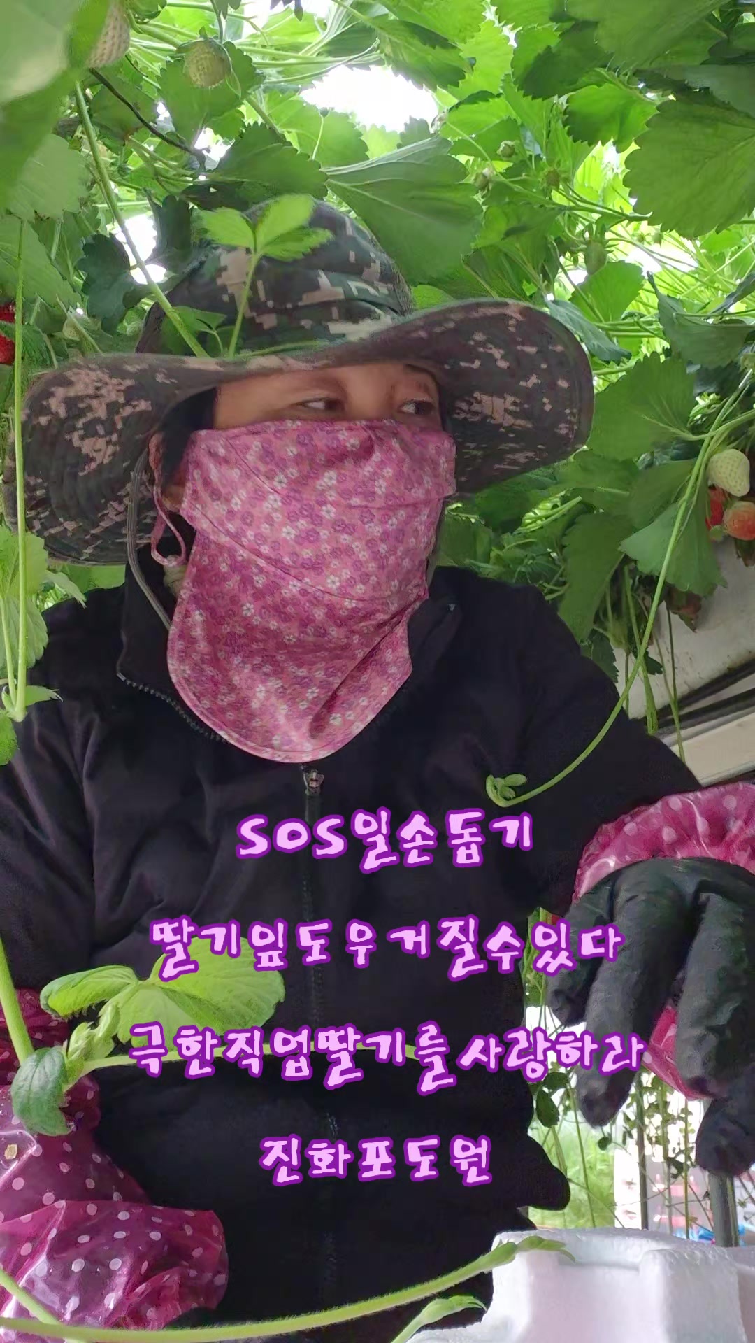 @진화포도원