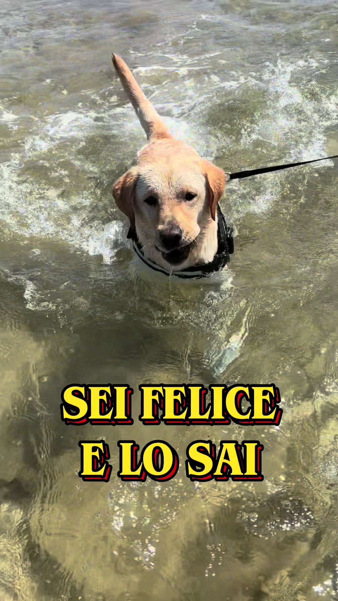@ALMA_labradorRetriever