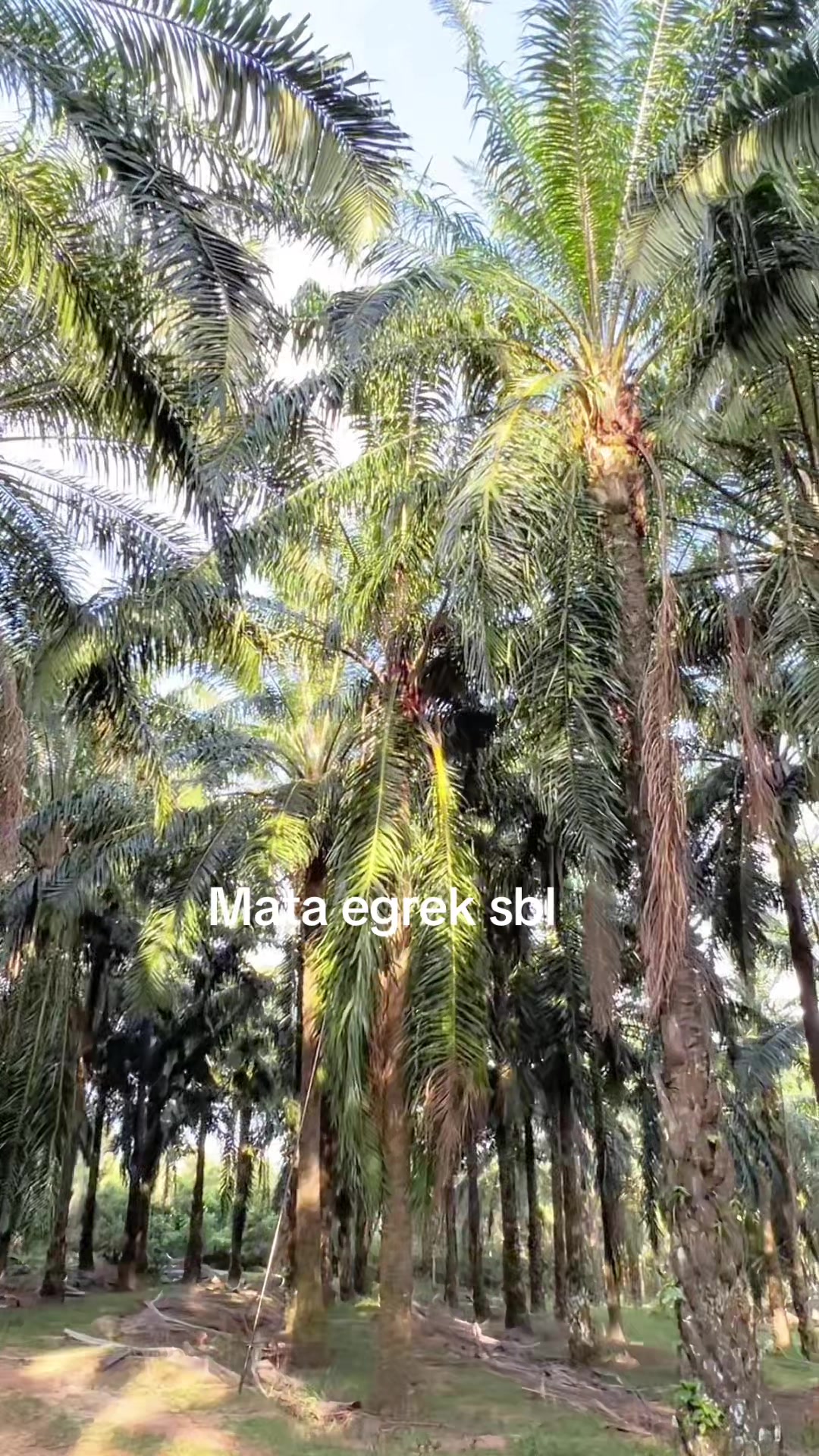 @Harry palm oil