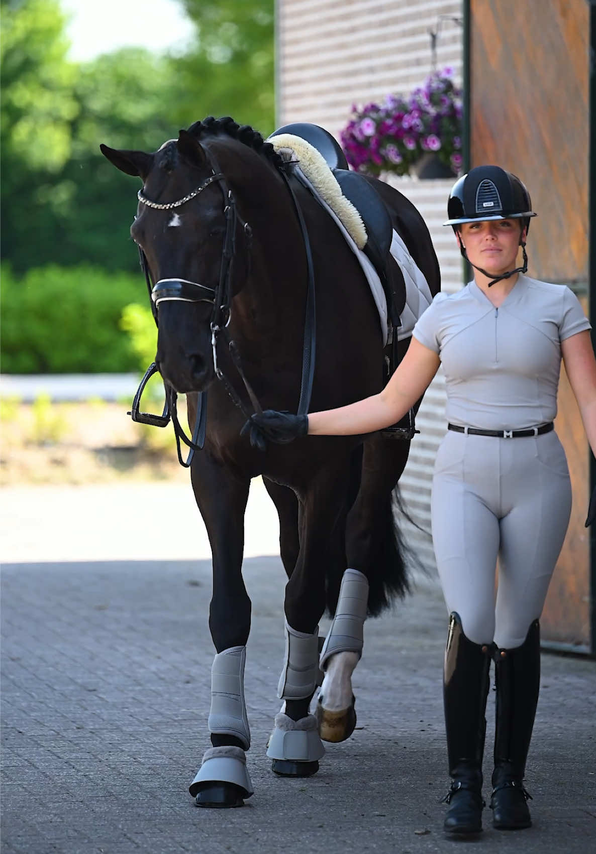 @Maximilian Equestrian