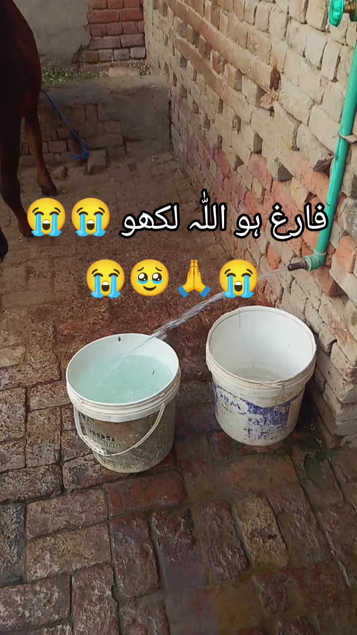 @<'پاگل' ہو >🦋