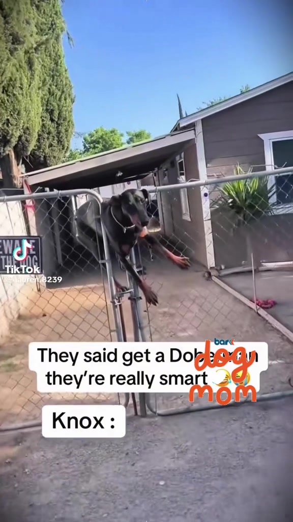 @DOG MAMA DREA 🐶🐾🇸🇻🇲🇽🐧🎱