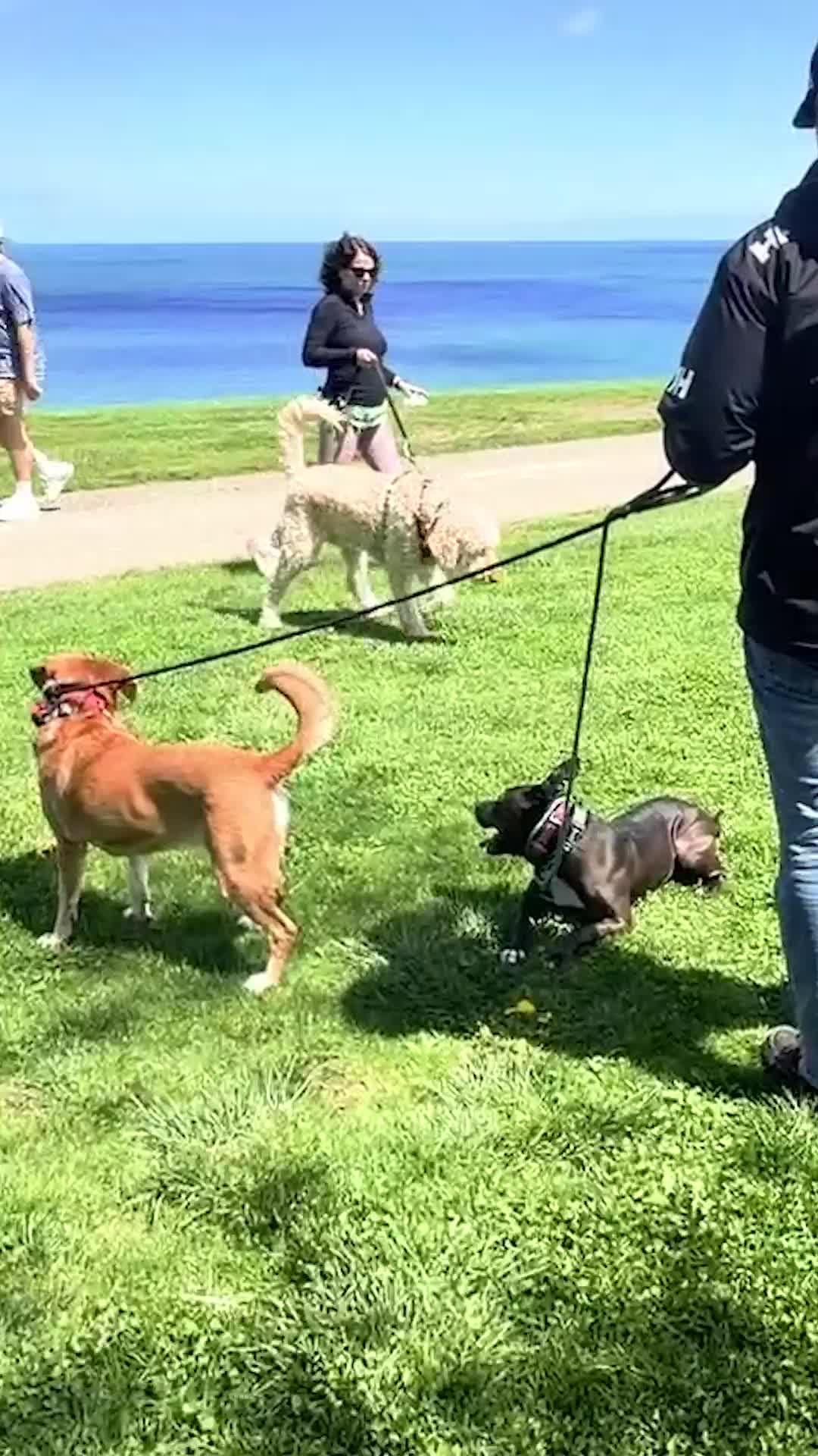 @Miracle K9 Training