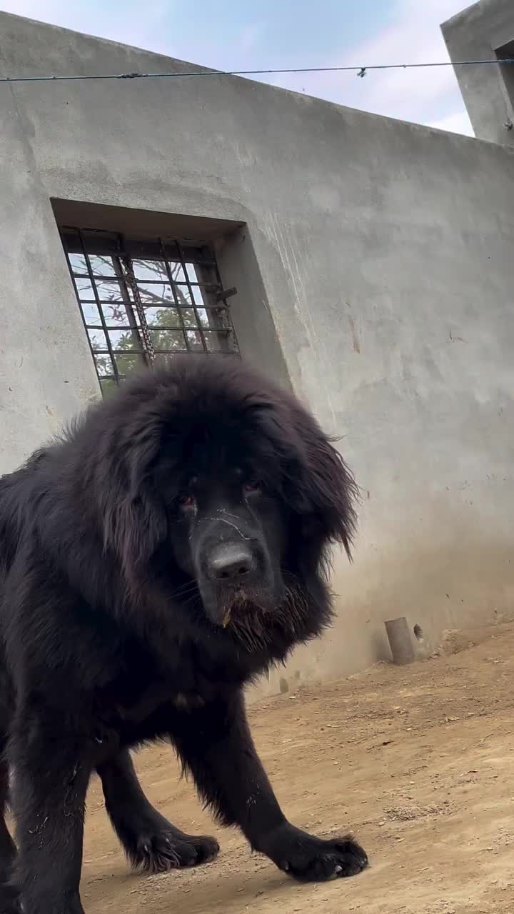@Kashmiri_Bakrwal_Dog