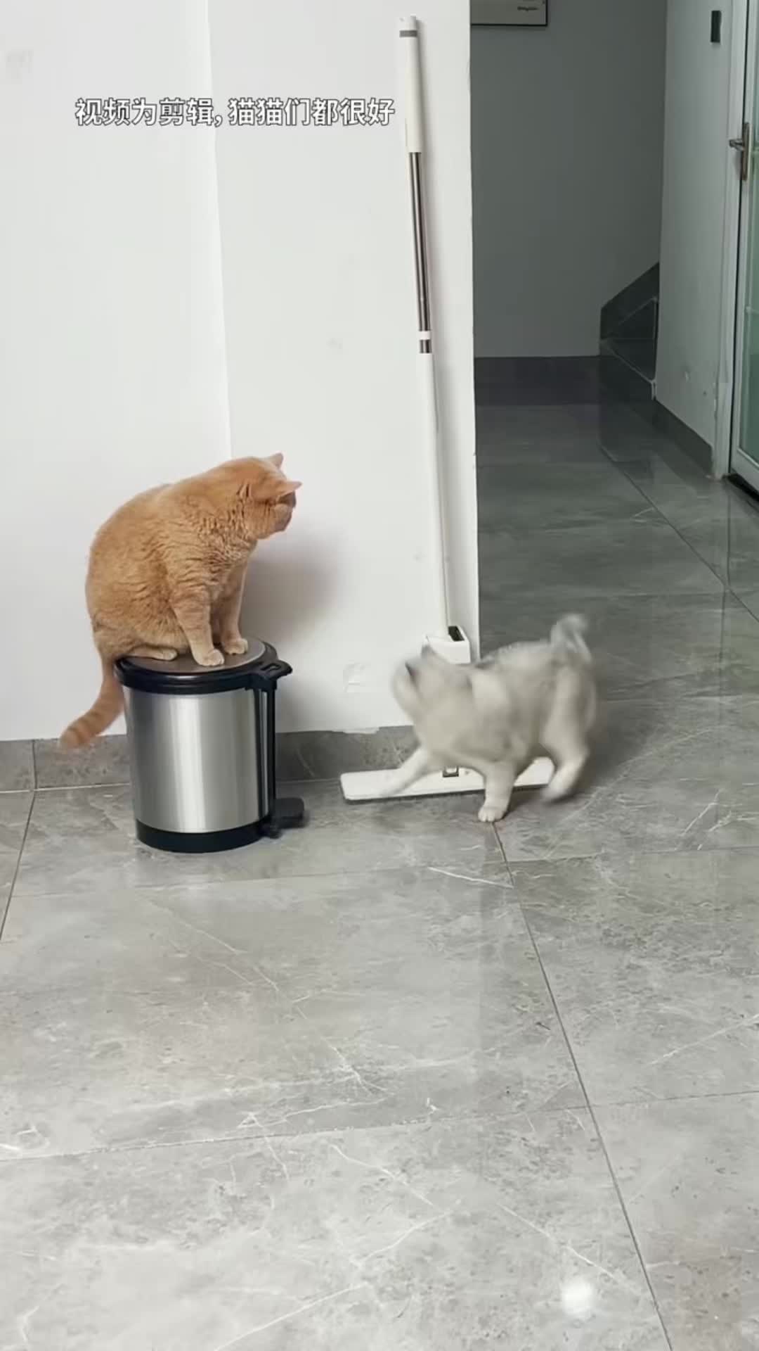 @🤣Cute Funny Pets🤣