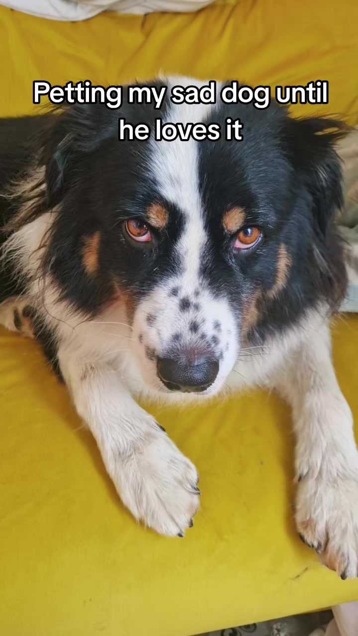@Lofi the Aussie
