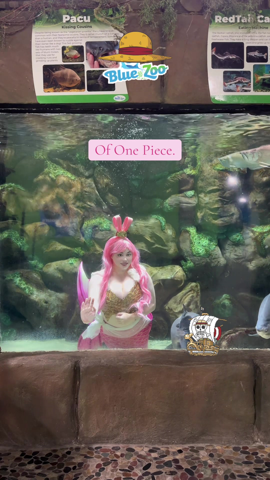 @Rose the Mermaid