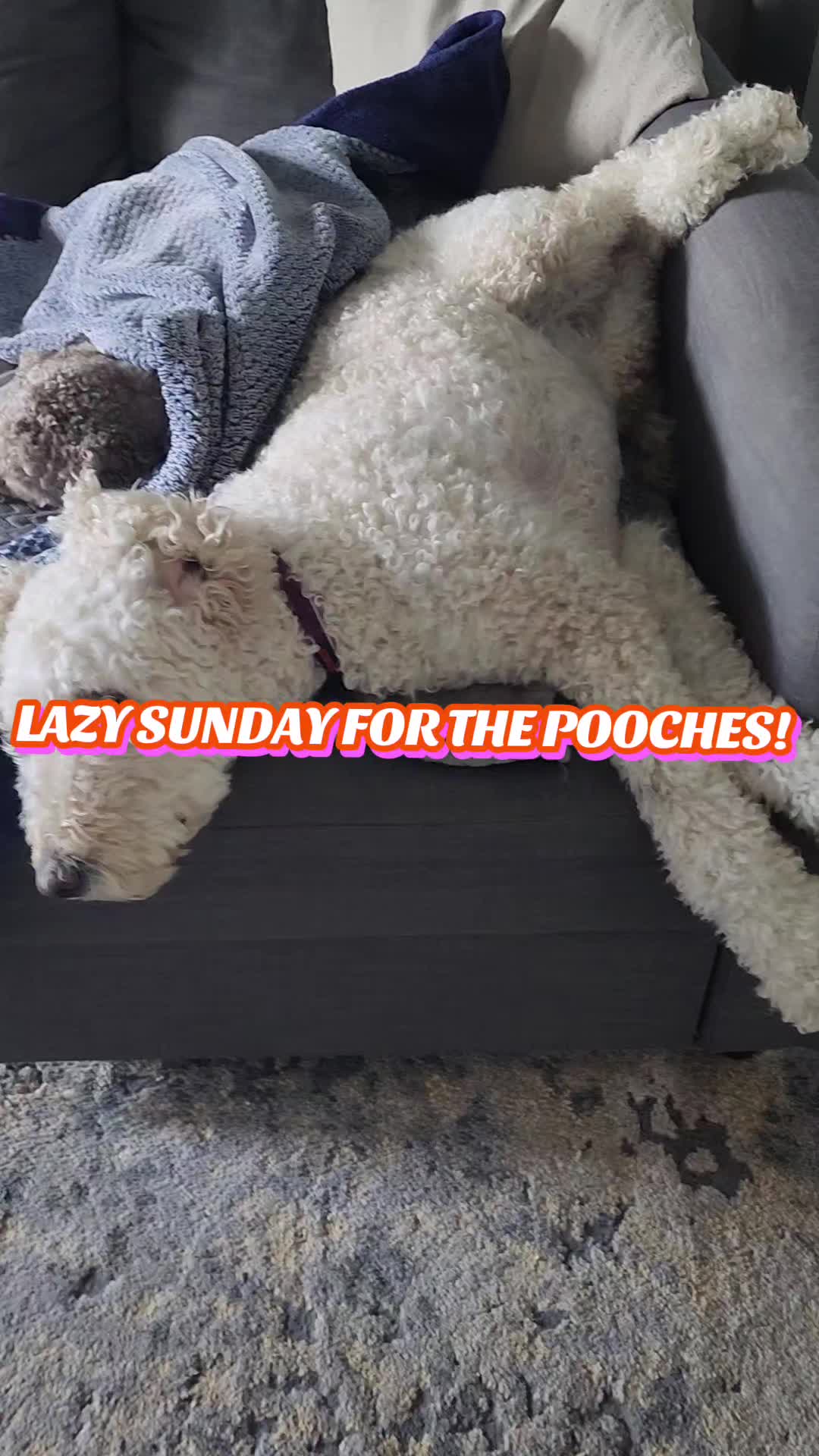 @Lana 🌺🌻🦮🐕🦺🌱🪴