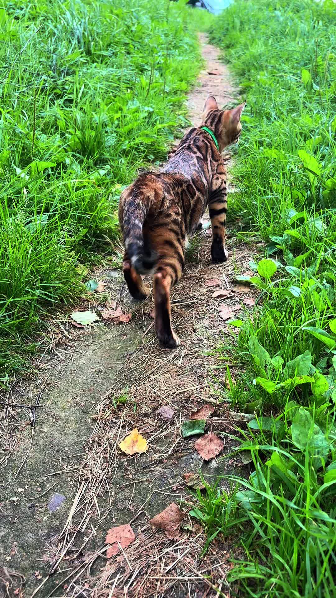 @Cattery bengal cats