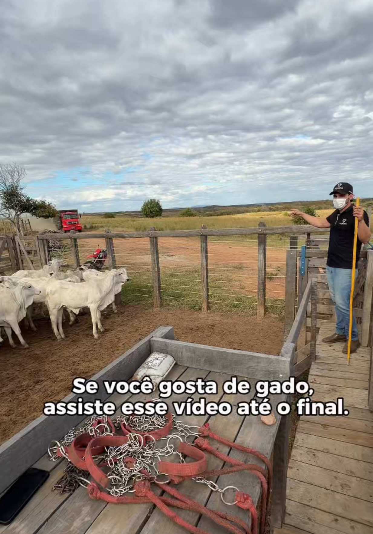 @Shop do Gado