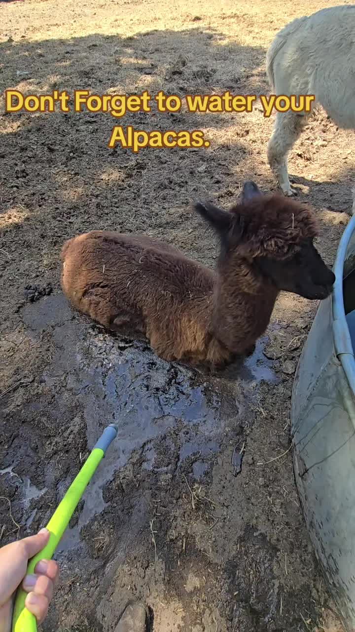 @Small Town Farm LLC