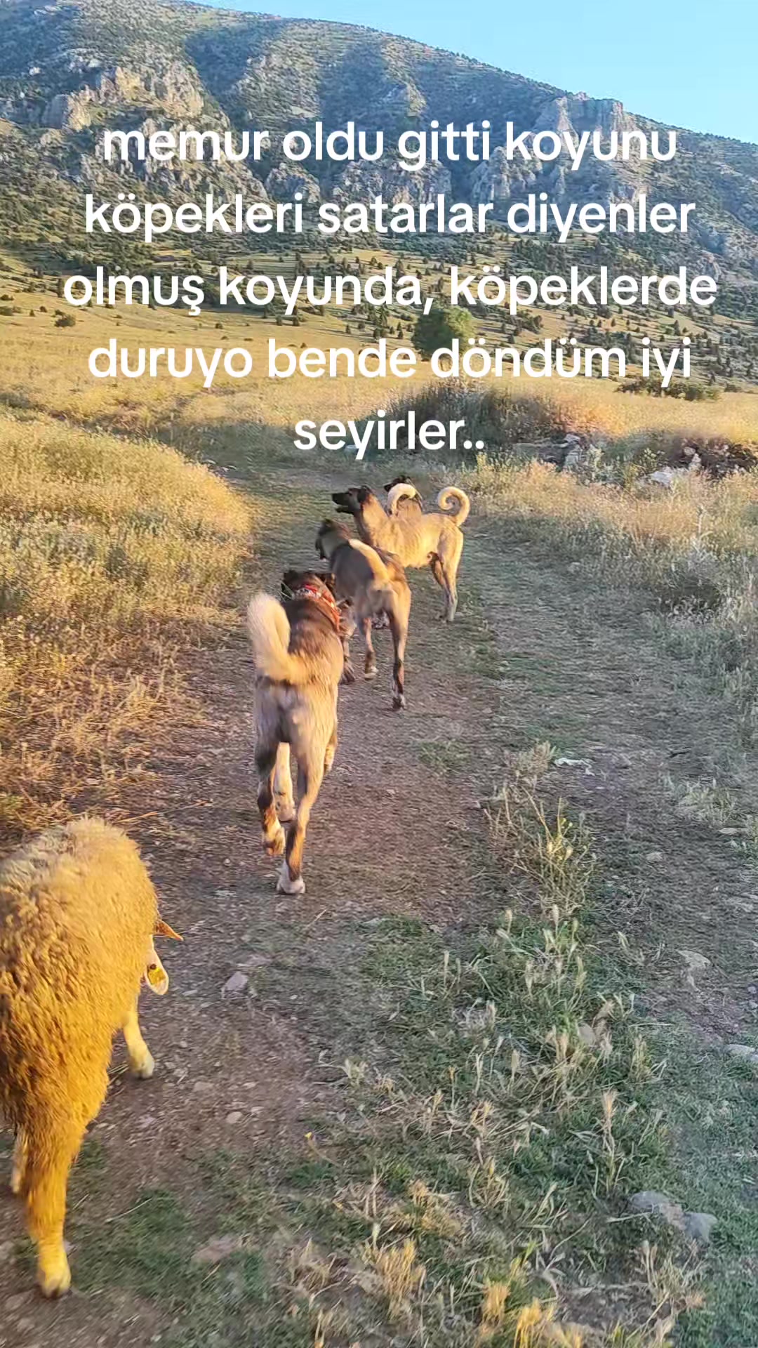 @Vural_koyunculuk_03