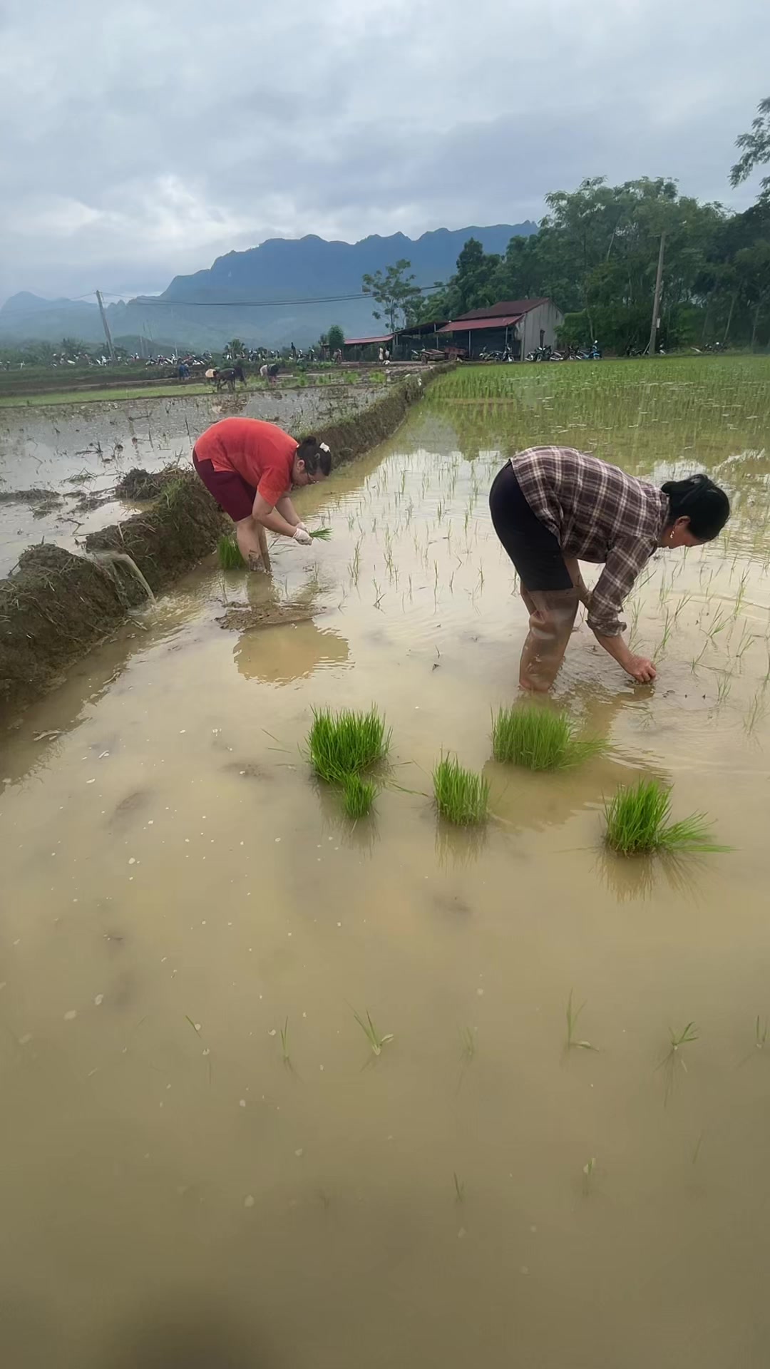 @Giang H&agrave; Thị