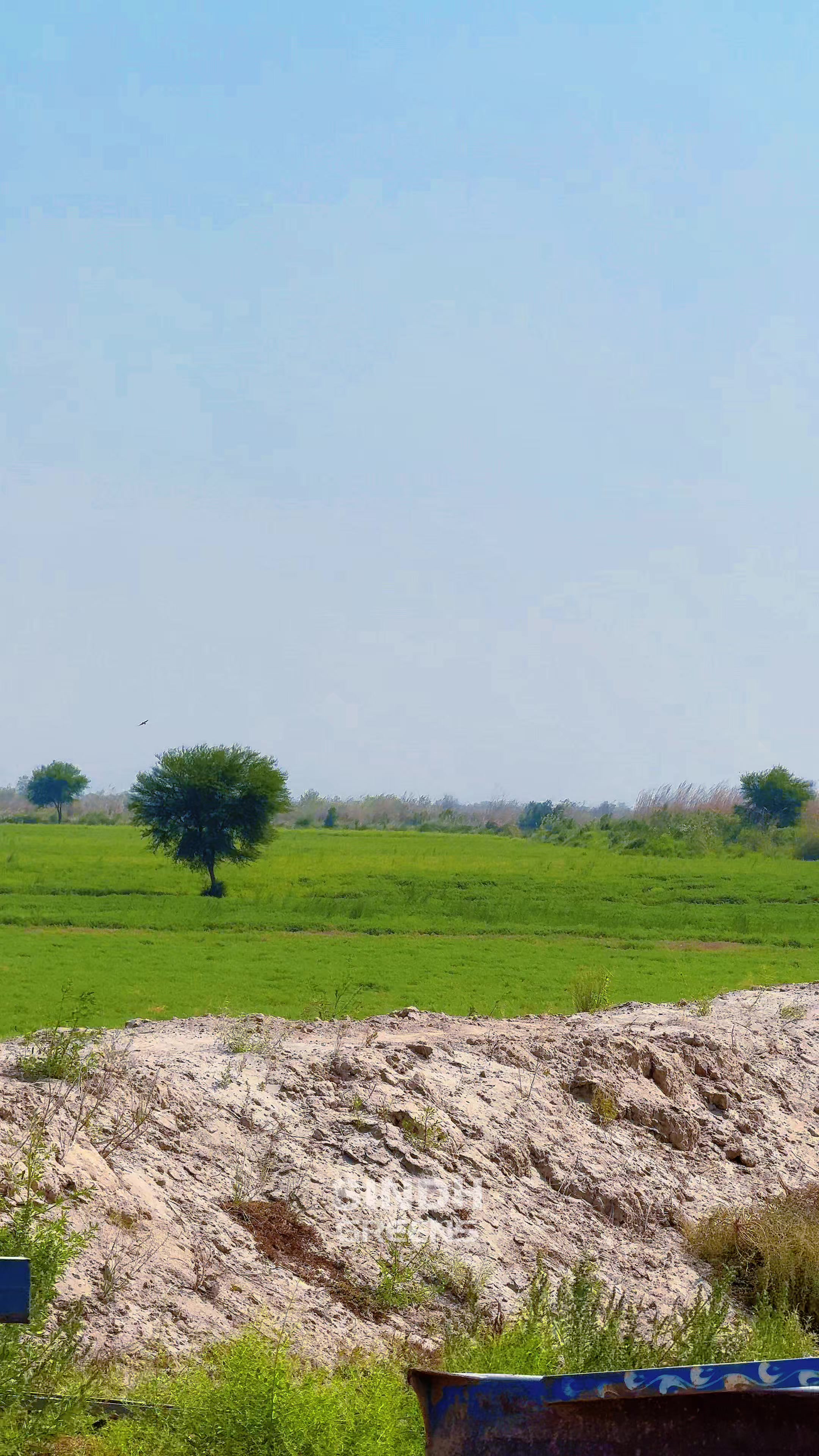 @sindhgreens