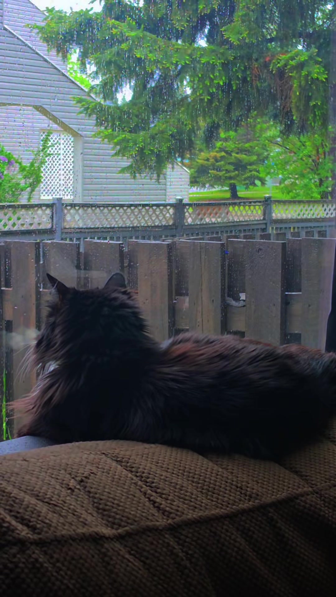 @AtticaTheTuxedoCat