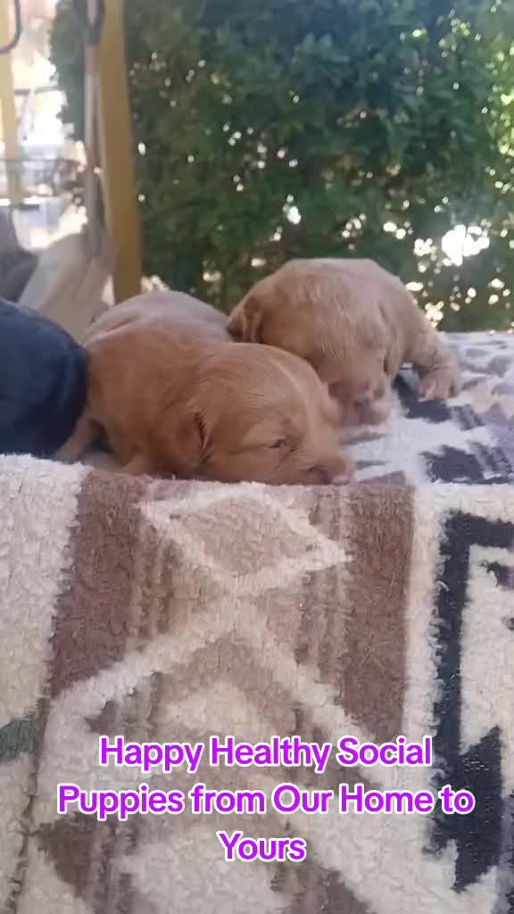 @Barb's Precious Pups