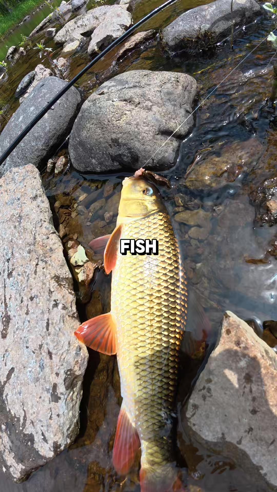 @JlangFishing