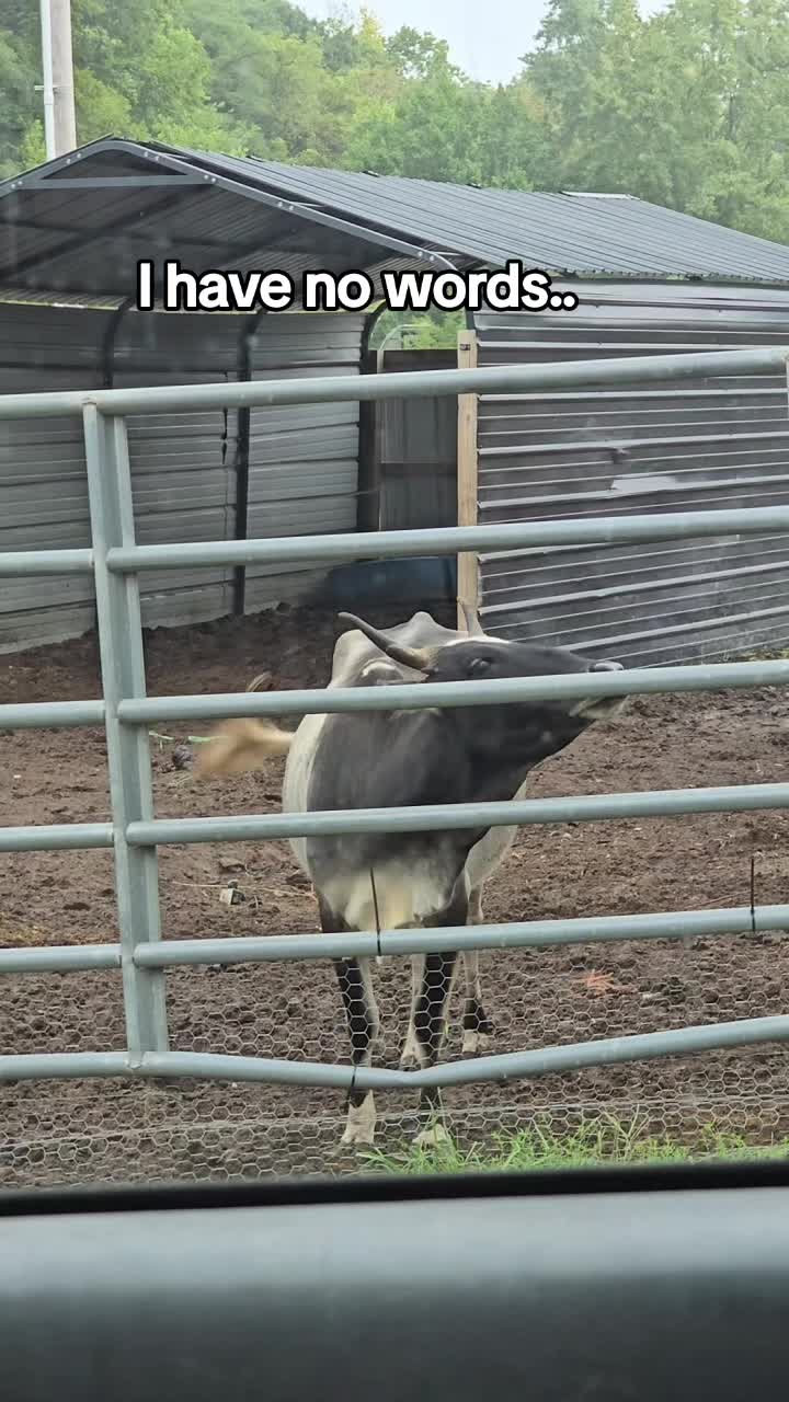 @Small Town Farm LLC