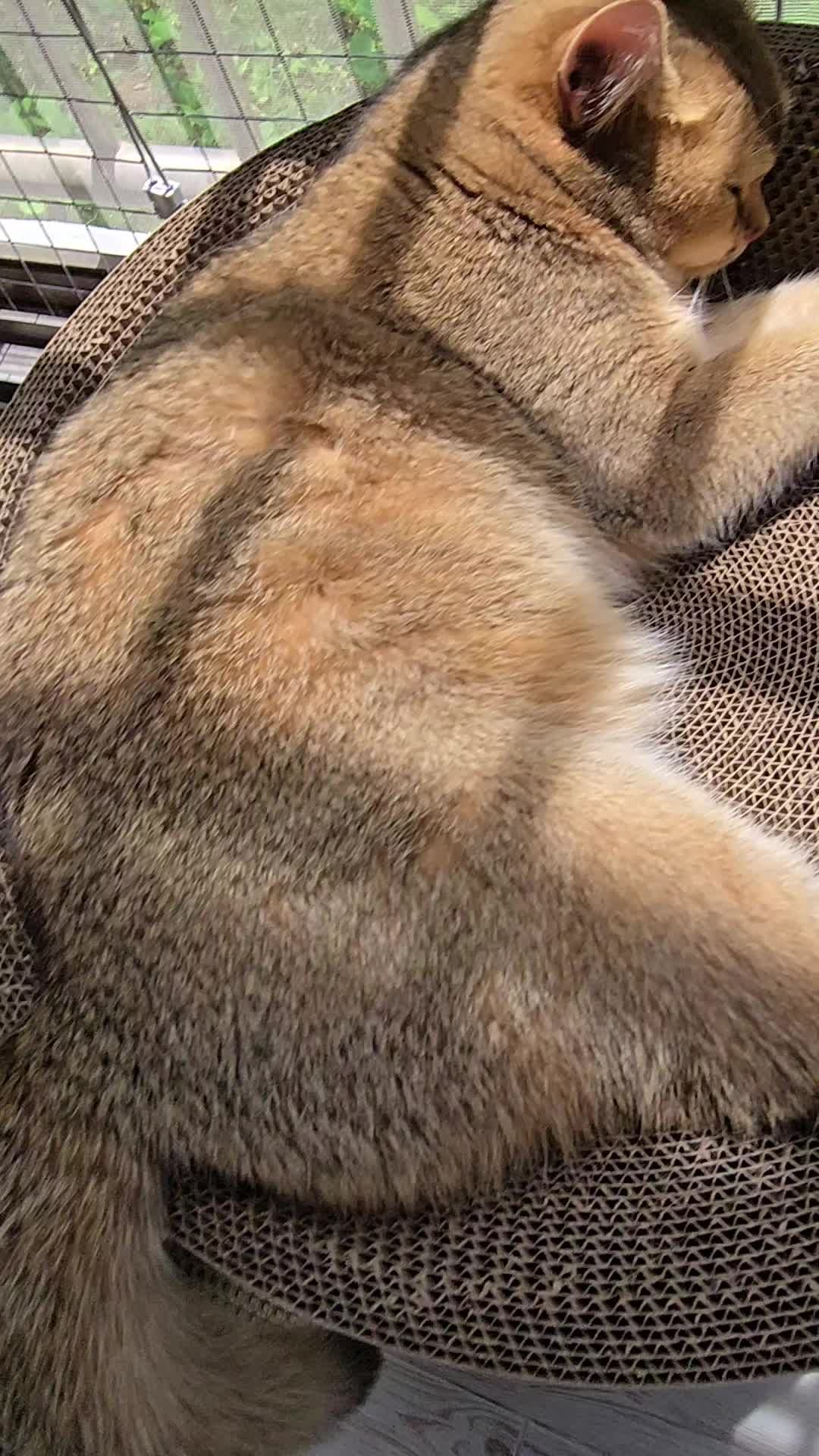 @고양이 형아