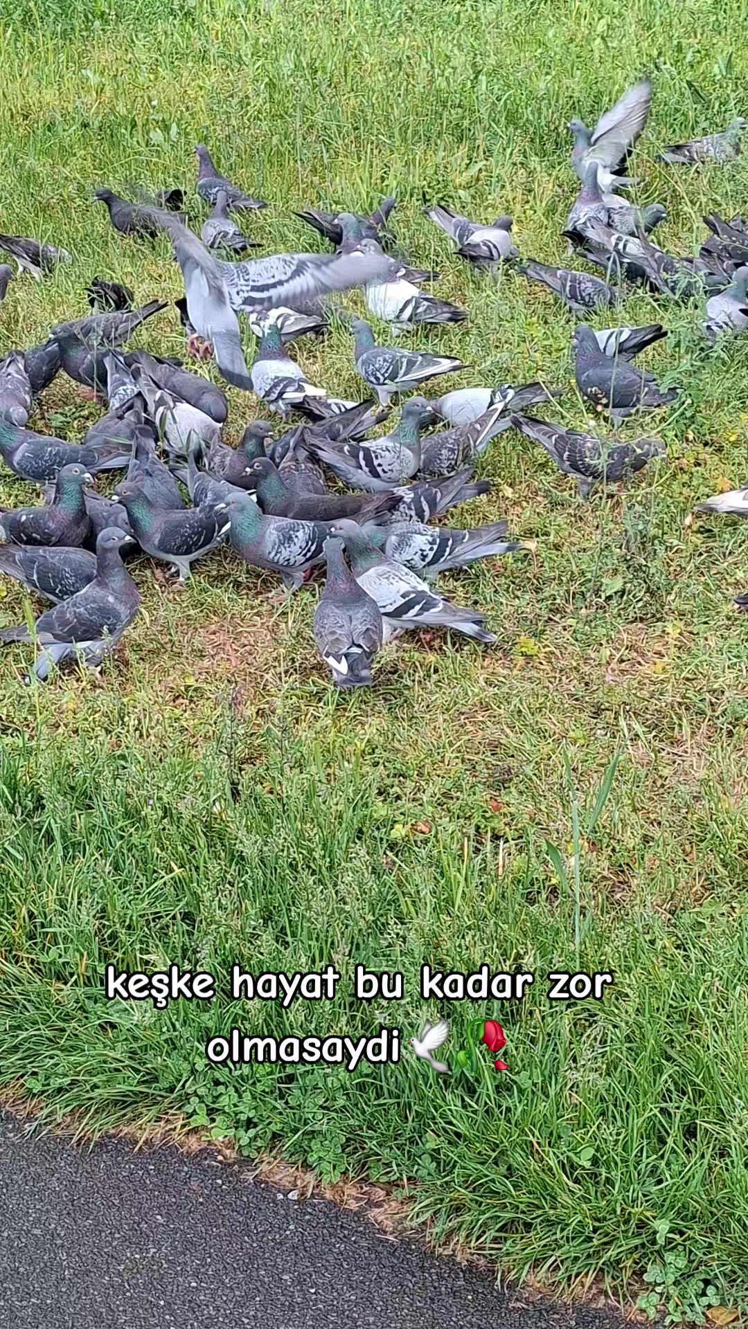 @🇩🇪 Yakamoz🦅