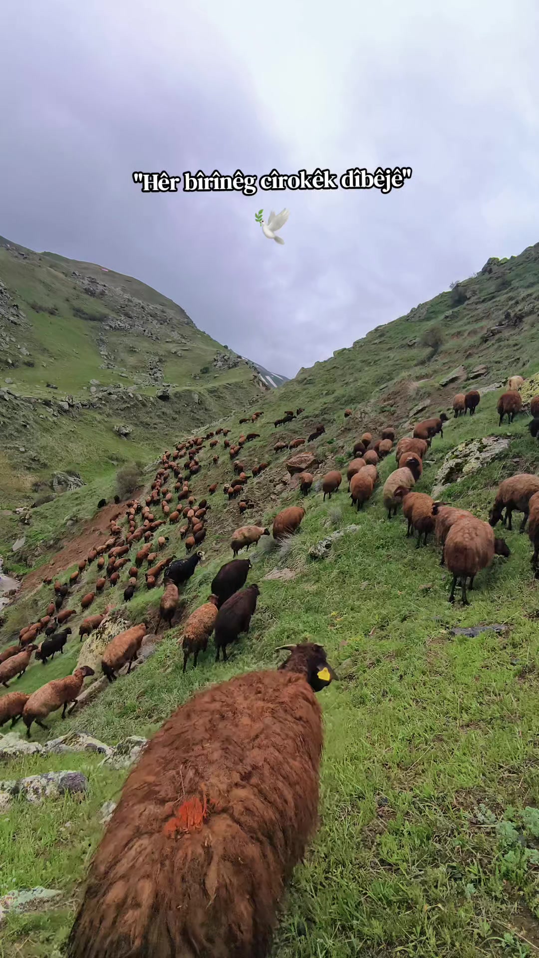 @SAMİ G&Uuml;NEŞ